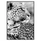Poster Gallerix Leopard B&W