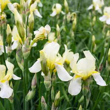Perenn Omnia Garden Violiris