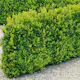 Buske Omnia Garden Buxbom Buxus Sempervirens 15-20 cm