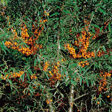 Buske Havtorn Omnia Garden Julia Honplanta