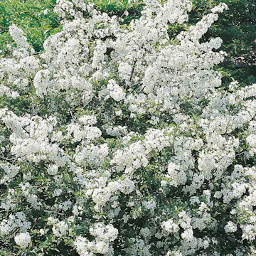 Häck Omnia Garden Bukettapel