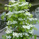 Prydnadsbuske Japansk Olvon Omnia Garden Kilimandjaro