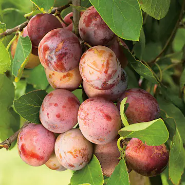 Plommonträd Omnia Garden Opal Mini