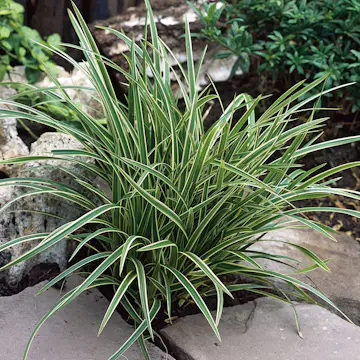 Prydnadsgräs Omnia Garden Japansk Starr Ice Dance