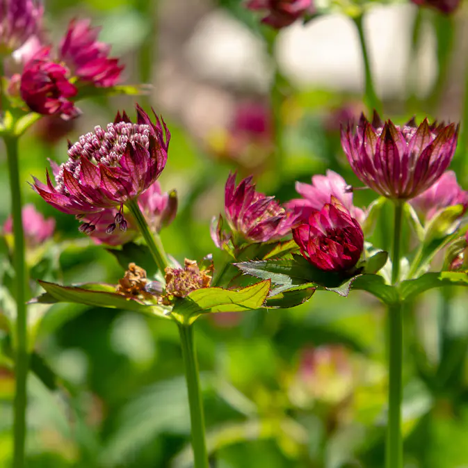 Prydnadsperenn Omnia Garden Stjärnflocka Venice