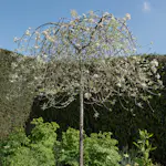 Prydnadsträd Omnia Garden - Silverpäron med Vit Blomning 80-90 cm