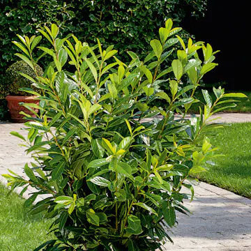 Häck Omnia Garden Lagerhägg Novita