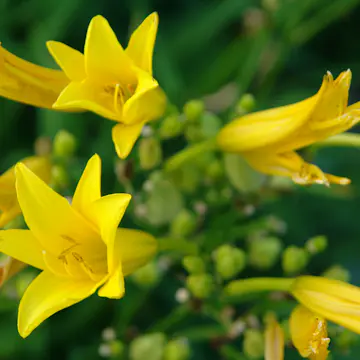 Daglilja Omnia Garden Blekgul