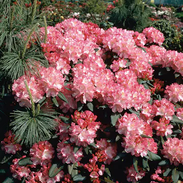 Rhododendron Omnia Garden Morgonrot 25-30 cm