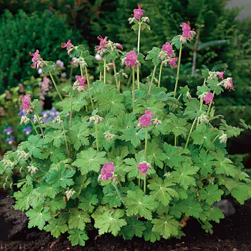 Rabattblomma Omnia Garden Flocknäva