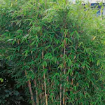 Bergbambu Omnia Garden Dino 50-60 cm