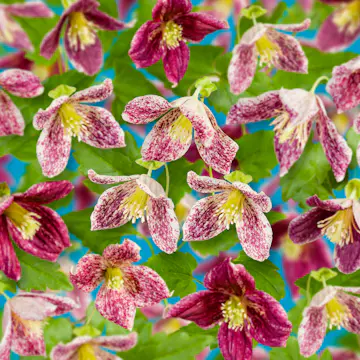 Klätterväxt Vintergrön Klematis Omnia Garden Freckles 40-60 cm