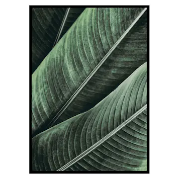 Poster Gallerix Banana Leaves No1