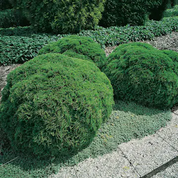 Klottuja Omnia Garden Danica 20-25 cm