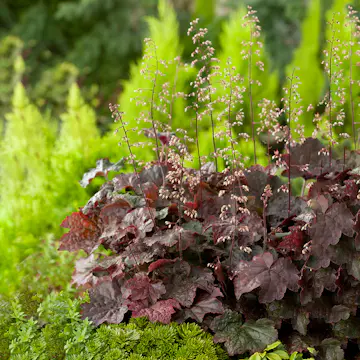 Perenn Omnia Garden Lönnalunrot Palace Purple