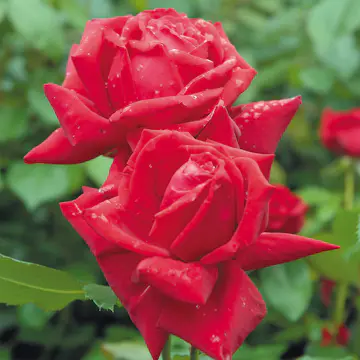 Storblommig Rabattros Omnia Garden Isabella Rossellini