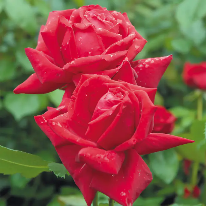 Storblommig Rabattros Omnia Garden Isabella Rossellini