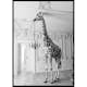 Poster Gallerix Giraffe Indoor B&W
