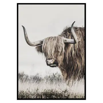 Poster Gallerix Highland Cattle
