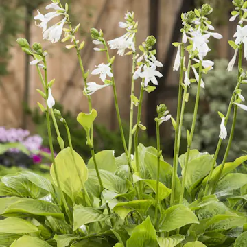 Blomsterfunkia Omnia Garden Doftfunkia Royal Standard