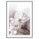 Poster Gallerix Flowering Star Magnolia