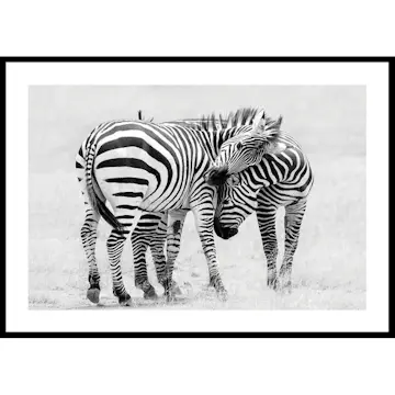 Poster Gallerix Zebras B&W