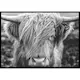 Poster Gallerix Highland Cow B&W