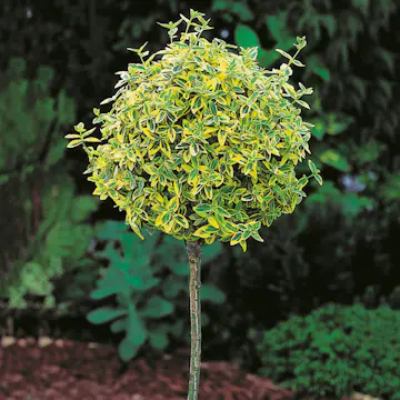 Prydnadsträd Klätterbenved Gulbrok Omnia Garden 80-90 cm