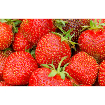 Jordgubbe Omnia Garden Fragaria Ananassa Salsa