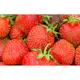 Jordgubbe Omnia Garden Fragaria Ananassa Salsa