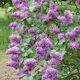 Buske Omnia Garden Syrén 20-40cm Krukodlade