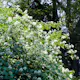 Prydnadsbuske Schersmin- Doftschersmin Omnia Garden 100-150 cm