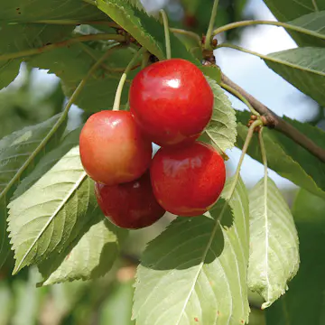 Körsbärsträd Omnia Garden Merton Glory Söt Mini