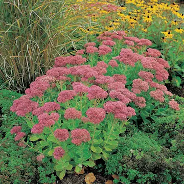 Perenn Omnia Garden Kärleksört Herbstfreude