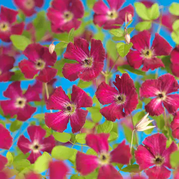 Klätterväxt Klematis Omnia Garden Rubra 40-60 cm