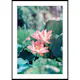 Poster Gallerix Lotus Flowers