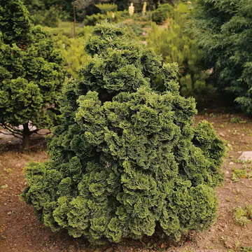Japansk Ädelcypress Omnia Garden Nana Gracilis 20-25 cm