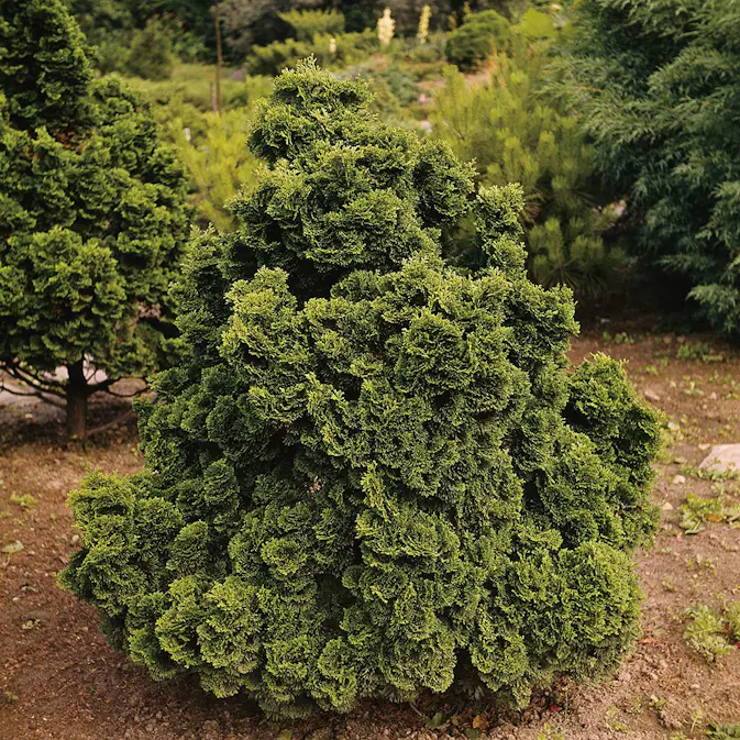 Japansk Ädelcypress Omnia Garden Nana Gracilis 20-25 cm