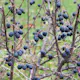 Häck Omnia Garden Vinterliguster Liga 125-150 cm