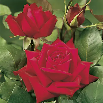 Storblommig Rabattros Omnia Garden Burgund 81