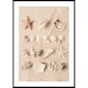 Poster Gallerix Coastal Shells