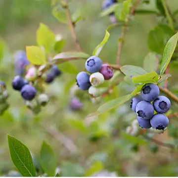 Blåbär Omnia Garden Amerikanskt Vaccinium Roxy Blue