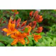 Rhododendron Azalea Omnia Garden Knaphill Golden Eagle 30-40 cm
