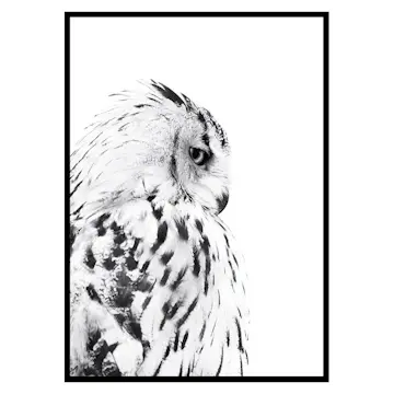 Poster Gallerix Snow Owl