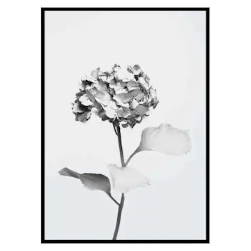 Poster Gallerix White Painted Flower