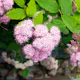Häck Omnia Garden Dvärgpraktspirea 10-20cm Krukodlade