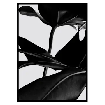 Poster Gallerix Ficus Black