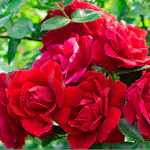 Storblommig Klätterros Omnia Garden Flammentanz Röd
