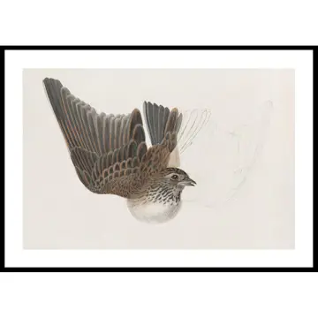 Poster Gallerix A Bird With Wings Spread By James Sowerby