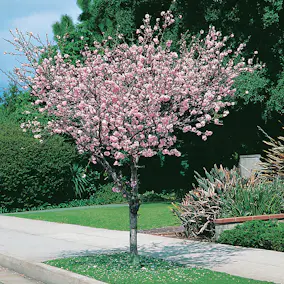 Prydnadsträd Rosenmandel Omnia Garden Rosa Blomning 100-120 cm med Grönt Lövverk